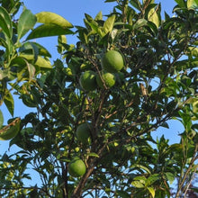 Persian Bearss Lime Tree