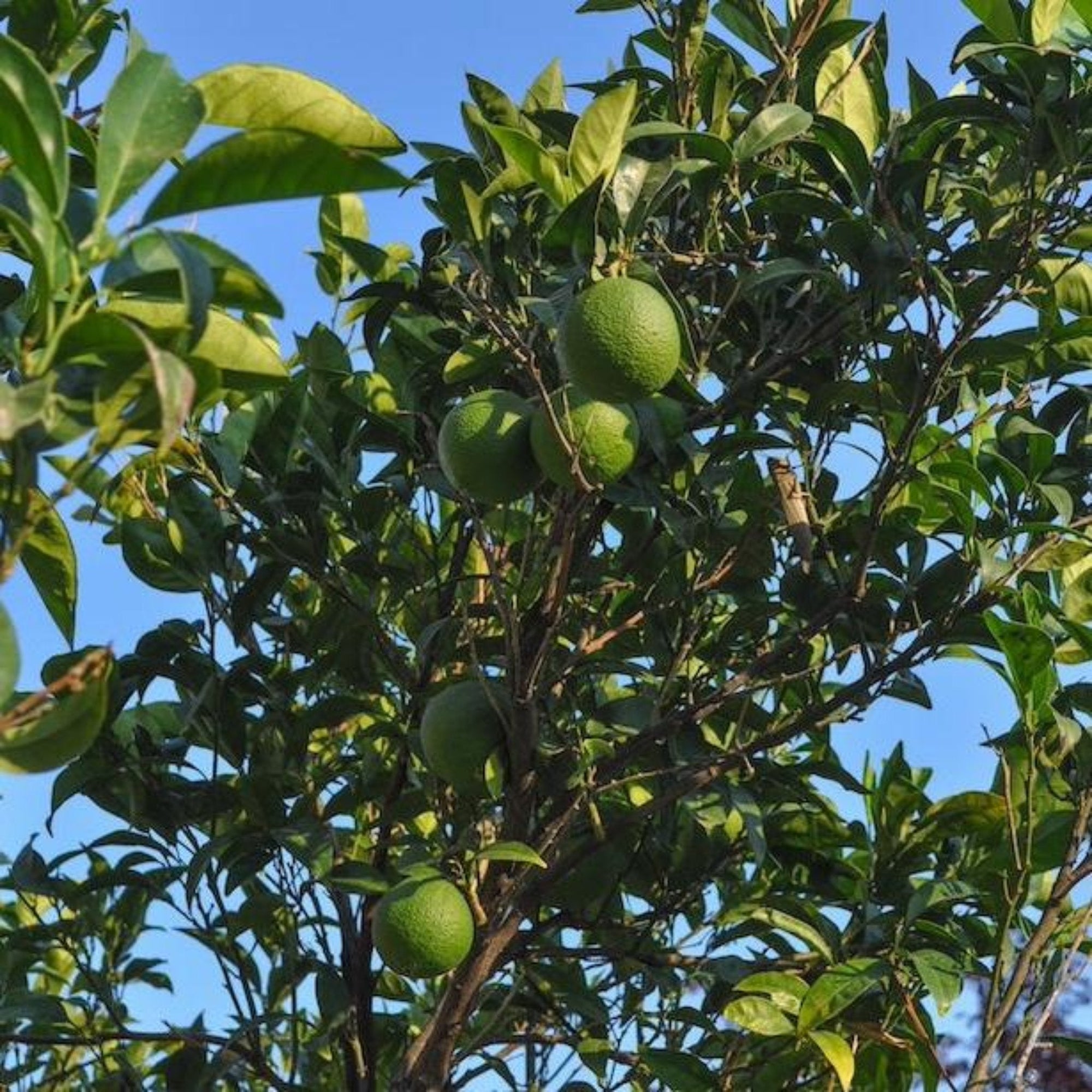 Persian Bearss Lime Tree