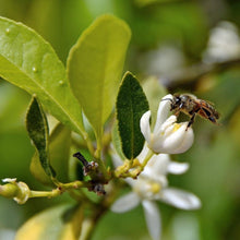 Persian Bearss Lime Tree