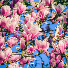 Jane Magnolia